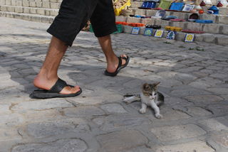 チュニジアの猫